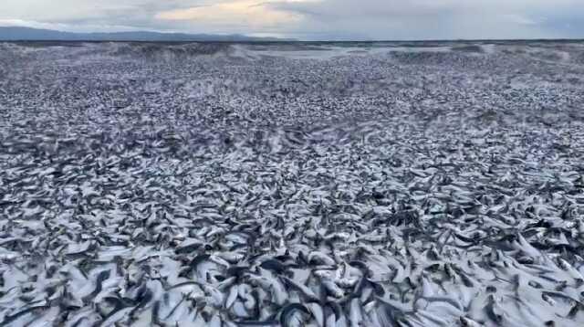 Japonya'da esrarengiz olay! On binlerce sardalya ve orkinos kıyıya vurdu