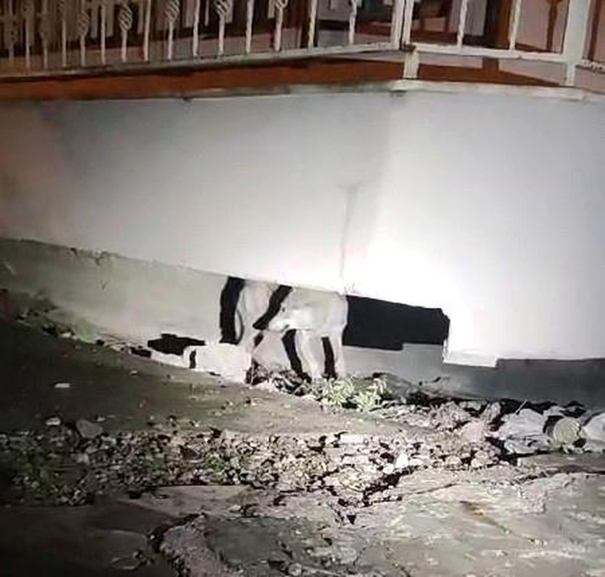 Adıyaman'da hasarlı binaların arasında kurt görüntülendi