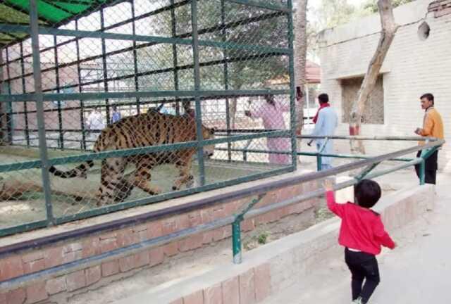 Pakistan'da bir kaplan kafesine giren adamı diri diri yedi