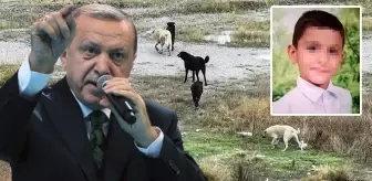 Ankara'daki vahşete sessiz kalamadı! Cumhurbaşkanı Erdoğan'dan sokak köpekleri mesajı: Bu sorunu mutlaka çözeceğiz