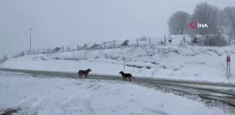 Domaniç beyaza büründü, ekiplerin karla mücadelesi devam ediyor