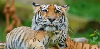 WWF-Türkiye: Yeni yıl hediyesi olarak nesli tehlikedeki türleri evlat edinin