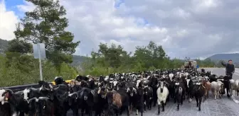 Yörükler, hayvanlarını otlatmak için 200 kilometrelik yolu yaya olarak katederek göçtü