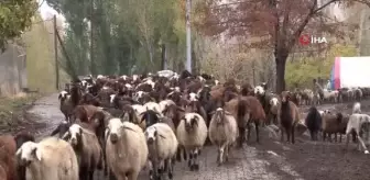 Erzincan'da Küçükbaş Hayvancılık Projesiyle Kadın Girişimci Hayvan Varlığını 2 Katına Çıkardı
