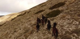 Akdağ Yaylası'ndaki Yılkı Atları Dron ile Görüntülendi