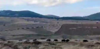 Afyonkarahisar'da Orman Muhafaza Memurlarının Domuz Sürüsüne Yöresel Şiveyle Tepkisi Mizah Konusu Oldu