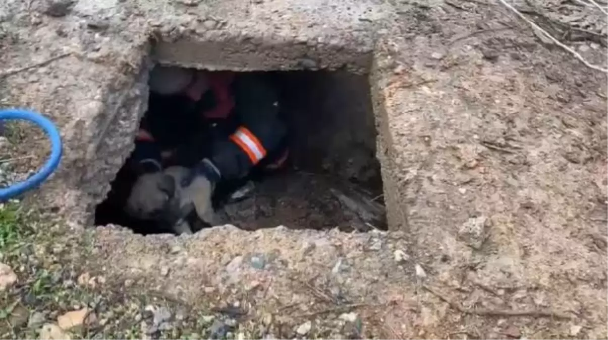 Malatya'da Boş Kuyuya Düşen Yavru Köpek Kurtarıldı