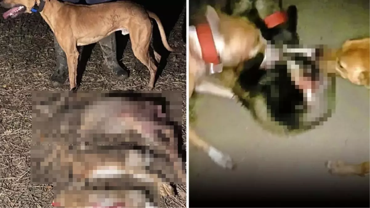 Para kazanmak için porsukları av köpeklerine parçalatıp görüntülerini paylaştı