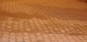 Nazilli'de Zehirlenmiş Köpekler Bulundu