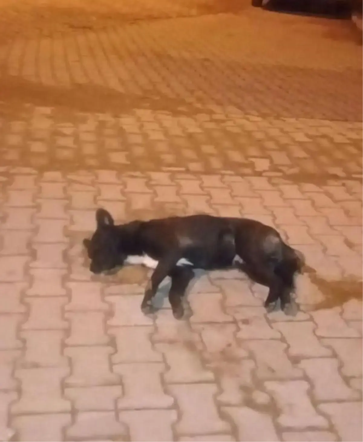 Nazilli'de Zehirlenmiş Köpekler Bulundu