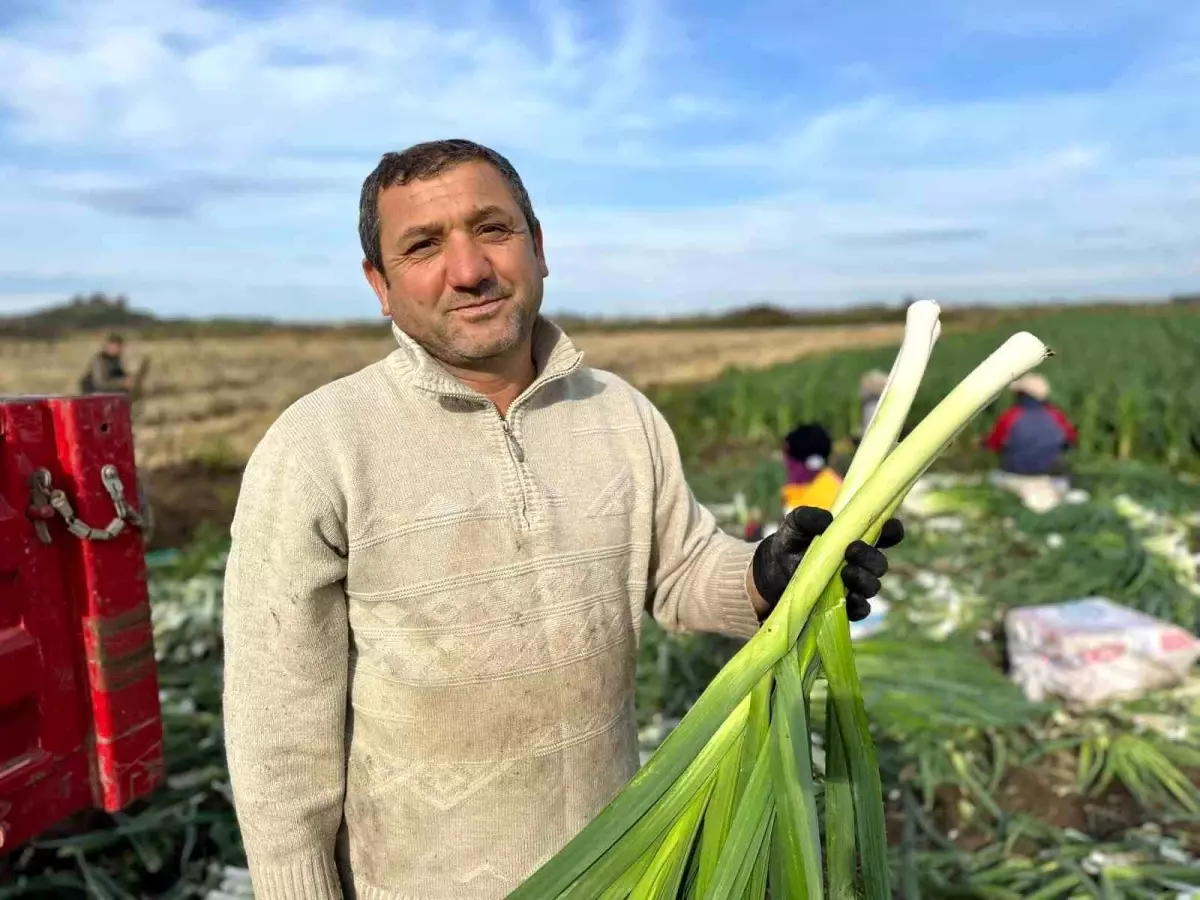 Bafra Ovası'nda Pırasa Hasadı Devam Ediyor