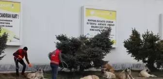 Elbistan'da deprem sonrası sahipsiz hayvanlar toplanıyor