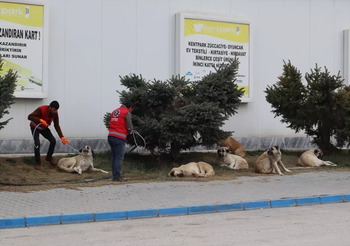 Elbistan'da deprem sonrası sahipsiz hayvanlar toplanıyor