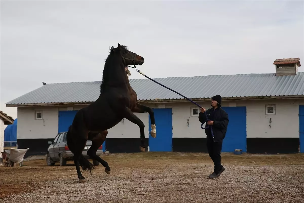 Gazi Koşusu Şampiyonu Divine Heart, Harada Damızlık Aygır Olarak Kullanılıyor
