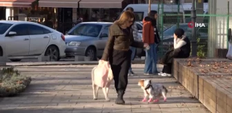 Köpeğine yapılan doğum günü partisinde hediye mamalar sokak hayvanlarına dağıtıldı