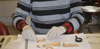 Mardin'de 1500 Yıllık Anadolu Parsı Kemikleri Bulundu