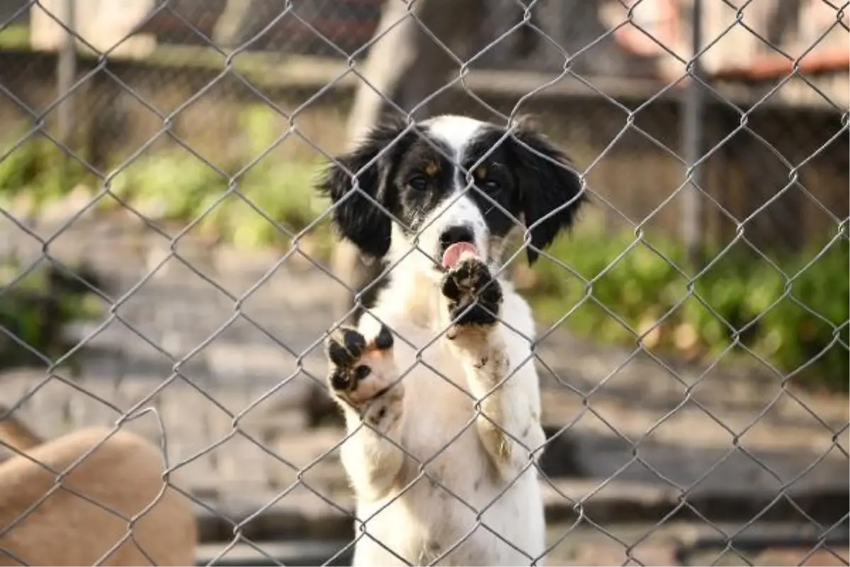 Samsun'da Sokak Hayvanlarına Bakım ve Rehabilitasyon Merkezi