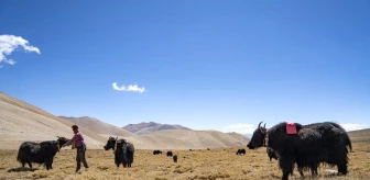 Qinghai-Tibet Platosu'nda Yak ve Sığır Melezleri Bulundu
