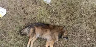 Aydın'ın Nazilli ve Köşk ilçelerindeki köpek ölümleri halkta endişe yaratıyor