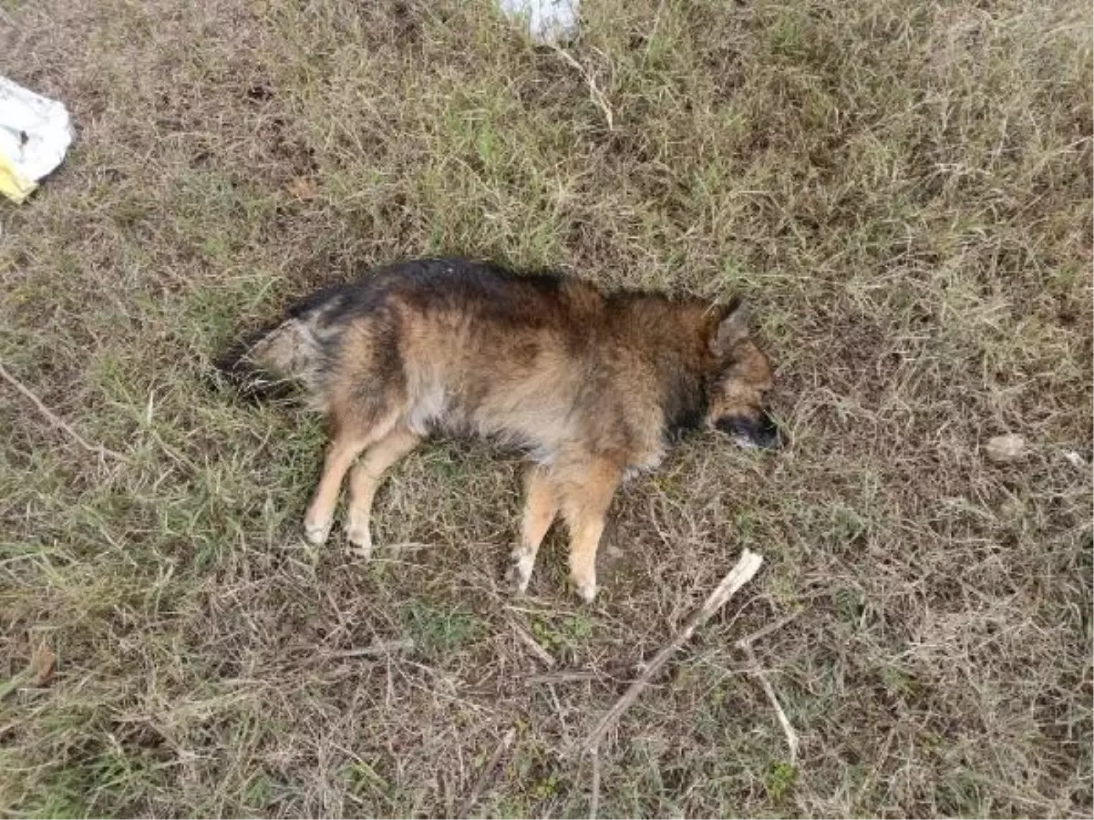 Aydın'ın Nazilli ve Köşk ilçelerindeki köpek ölümleri halkta endişe yaratıyor