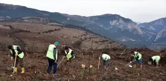 Bursa'da yangın sonrası ağaçlandırma çalışmaları başladı