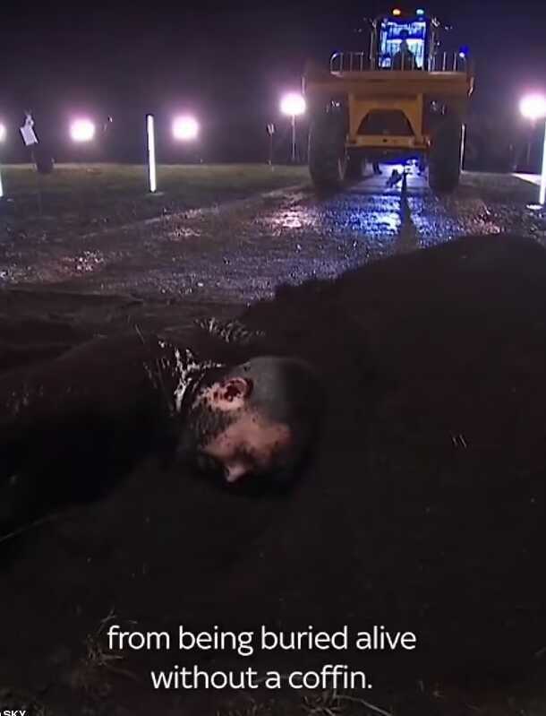 Kendini canlı yayında mezara gömdüren sihirbaz, 5 tonluk toprağın altında 2 dakika 50 saniye kalmayı başardı Kendini canlı yayında mezara gömdüren sihirbaz, 5 tonluk toprağın altında 2 dakika 50 saniye kalmayı başardı