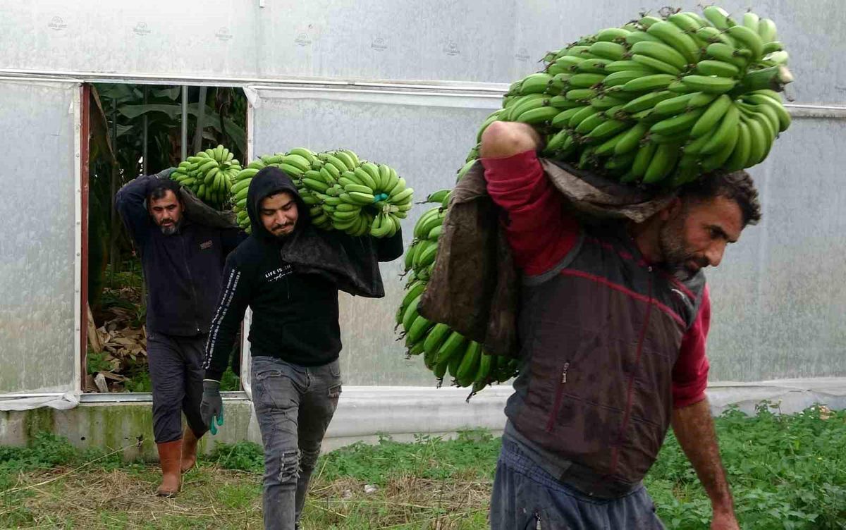 Mersin'de yerli muz üreticileri ithalat yerine yerli muzun tüketilmesini önerdi