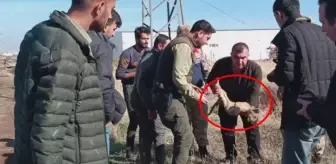 Şanlıurfa'da yol kenarında bulunan yavru aslan kurtarılamadı