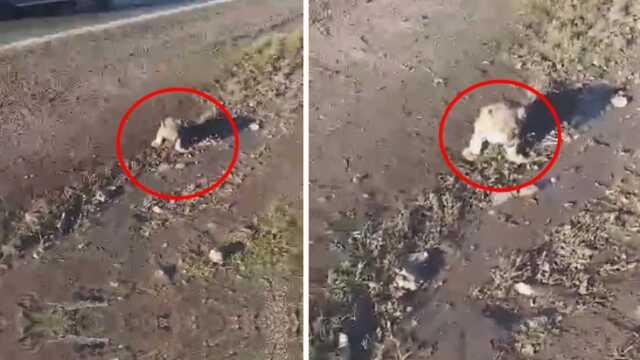 Şanlıurfa'da yol kenarında bulunan yavru aslan kurtarılamadı