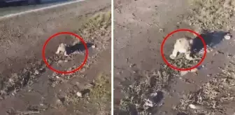 Şanlıurfa'da yol kenarında yavru aslan görüntülendi