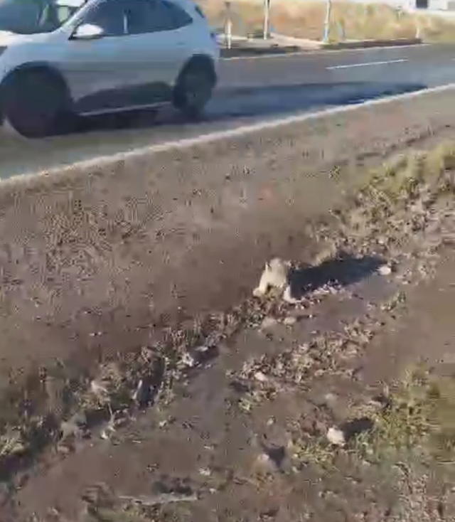 Şanlıurfa'da yol kenarında yavru aslan görüntülendi