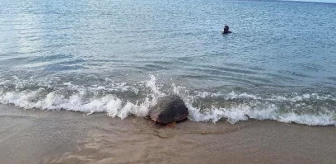 Yaralı Deniz Kaplumbağaları Kuşadası'nda Denize Bırakıldı
