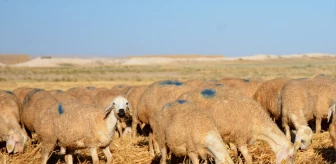 TİGEM'den yerli koyunlar bölge illerine gönderiliyor