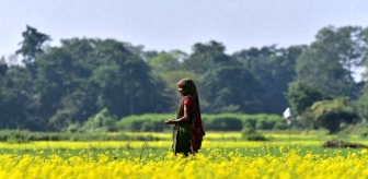 Albüm: Hindistan'da Çiçek Açan Hardal Bitkileri Tarlaları Sarıya Boyadı