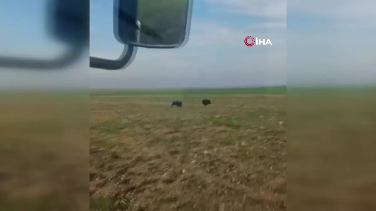 İş makinesiyle domuzları böyle kovaladı