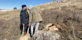 Sivas'ta Kurt Saldırısı: 37 Koyun Telef Oldu