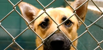 Hollanda'da Köpek Sahiplenmek İsteyenlere Zorunlu Kurs Şartı