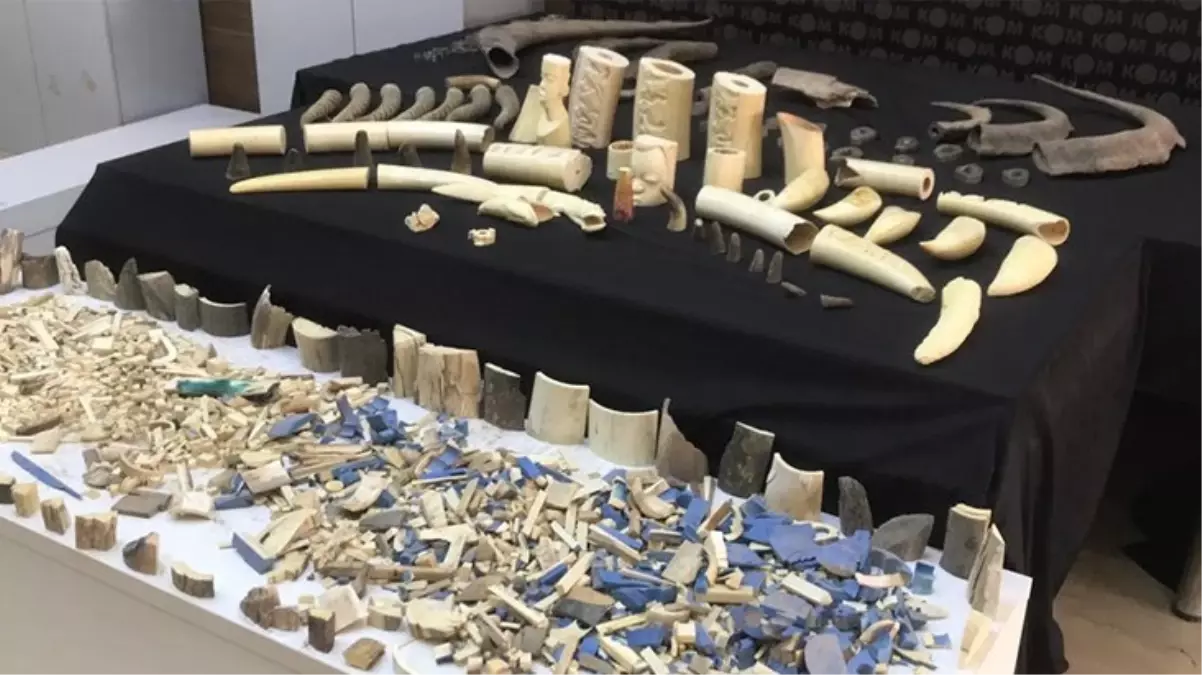 İstanbul'un göbeğinde kaçakçılık operasyonu! 52 parça boynuz ele geçirildi