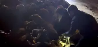 Adana'da Koyunların Altında 123 Kilo Skunk Ele Geçirildi