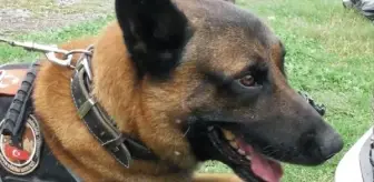 Osmaniye'de 'Poyraz' adlı köpek ayın narkotik arama köpeği seçildi