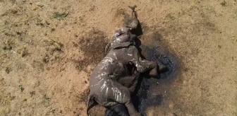 Zimbabve'de İklim Değişikliği Nedeniyle 100 Filin Hayatını Kaybettiği Bildirildi
