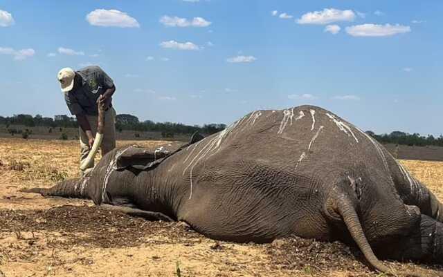 Zimbabve'de İklim Değişikliği Nedeniyle 100 Filin Hayatını Kaybettiği Bildirildi