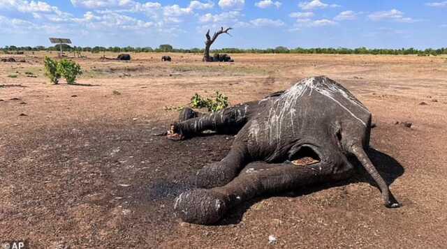 Zimbabve'de İklim Değişikliği Nedeniyle 100 Filin Hayatını Kaybettiği Bildirildi