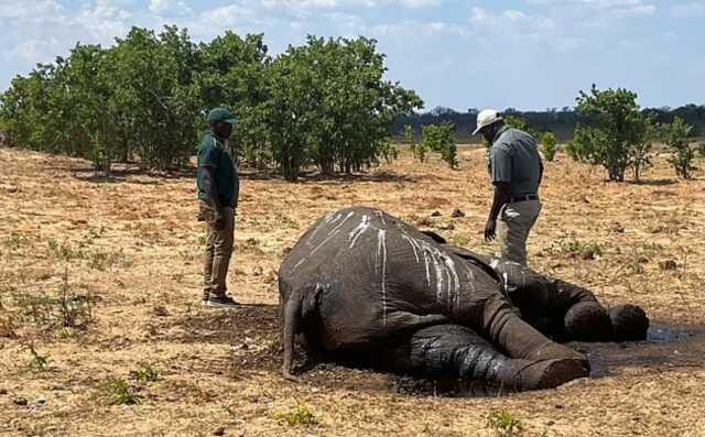 Zimbabve'de İklim Değişikliği Nedeniyle 100 Filin Hayatını Kaybettiği Bildirildi