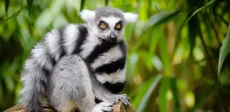 Lemurların nesli tükendi mi? Lemurlar nerede, kaç yıl yaşar?