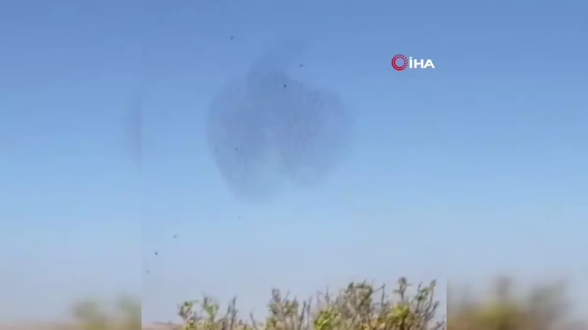 Sığırcık kuşlarının gökyüzündeki dansı hayran bıraktı