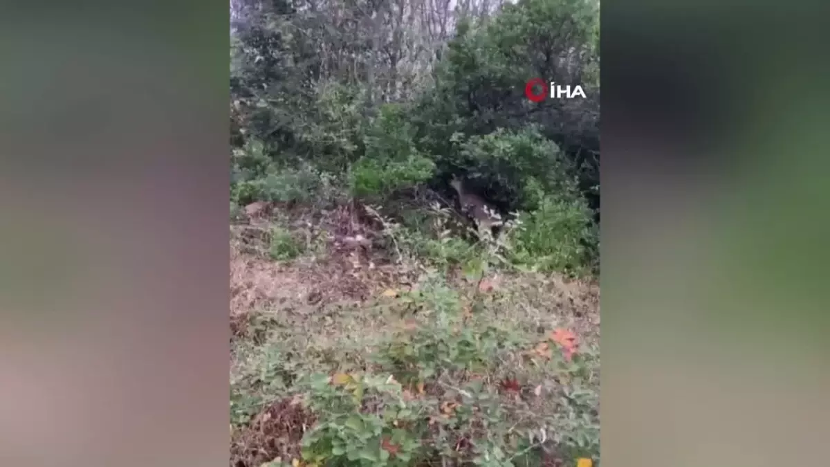 Strese giren karaca doğaya salındı