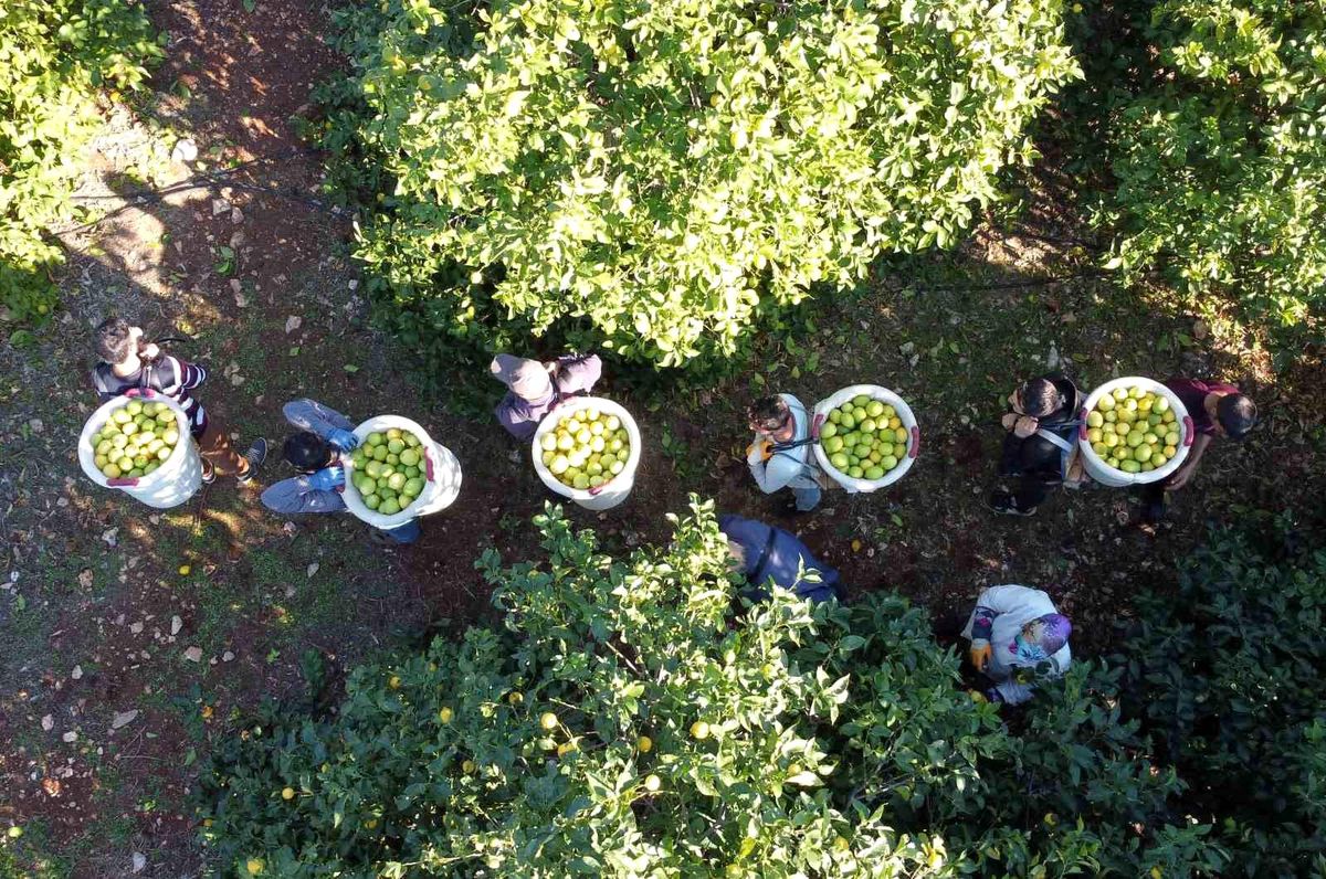 Mersin'de 'Lamas' Limonu Hasadı Başladı