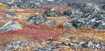 Tundra bitki örtüsü nerede görülür? Tundra bitki örtüsü özellikleri! Tundra bitki örtüsü hangi iklimde görülür?