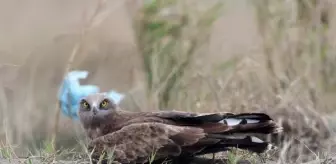 Kuş Gözlemcileri Kaçakçılara Karşı Konumlarını Gizliyor